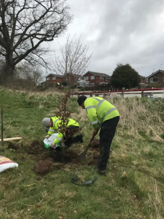 Tree Planting