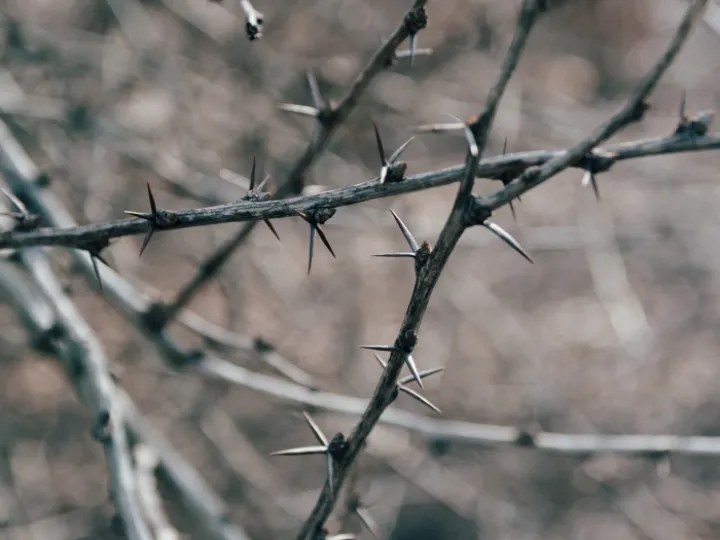 kelly-sikkema-AageOrR0Iqs-unsplash