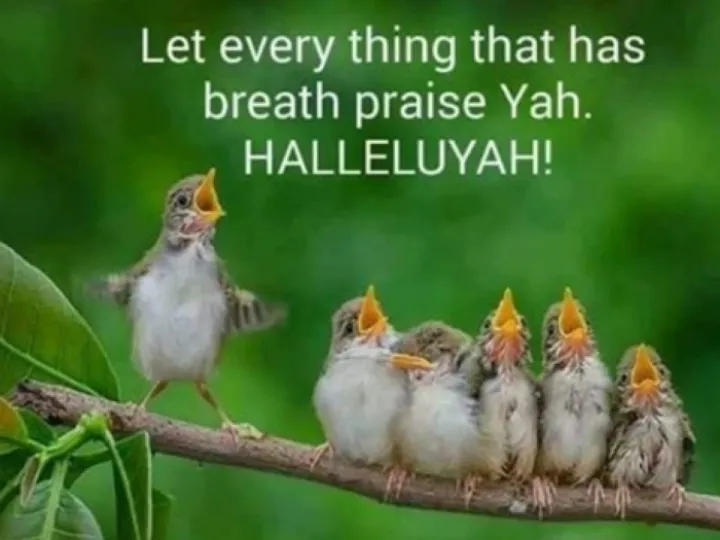 Young Birds TFTD