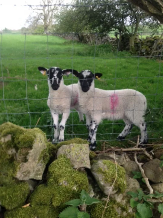 Lambs_julie_Pledge