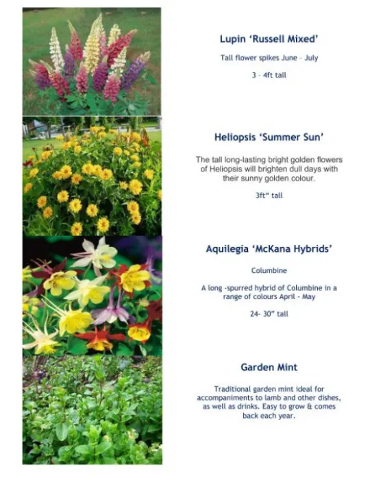 Plant Details 2020 Part 1 05-20_200511_page_003