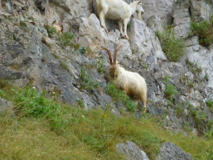 Mountain Goats