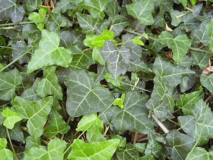 TWT English Ivy Juvenile Foliage