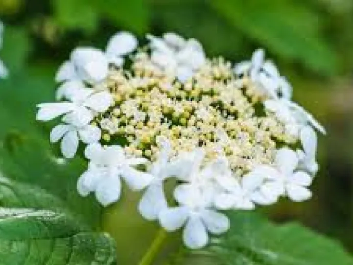 TCW Guelder Rose Flower