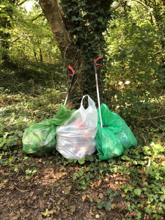 litter woodland