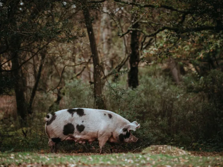 Gloucester old spot, pig