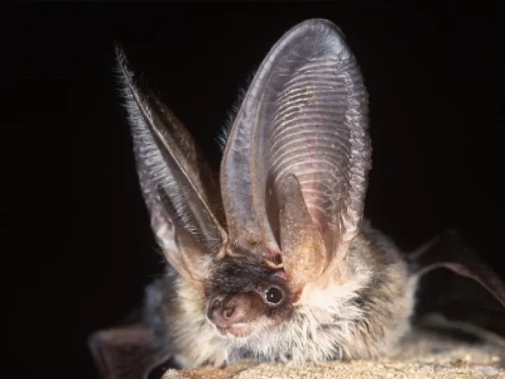 Bat image 03