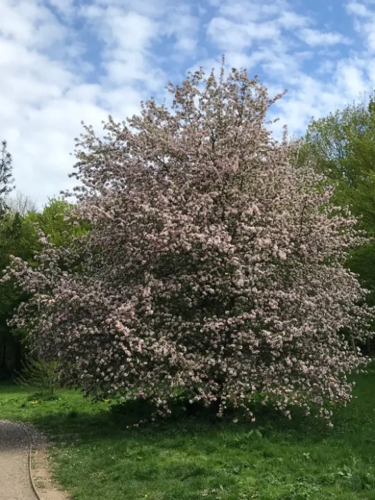 TCW Wild Apple Tree In Blossom
