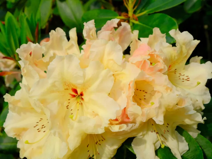 Rhododendron yakushimanum