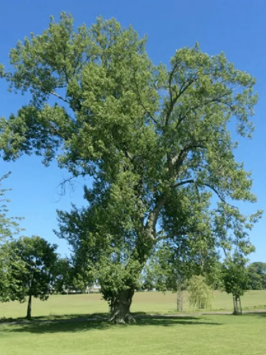 Example-of-mature-black-poplar-in-an-urban-environment-showing-the-characteristic