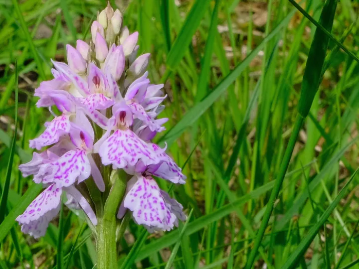 Common Spotted Orchid