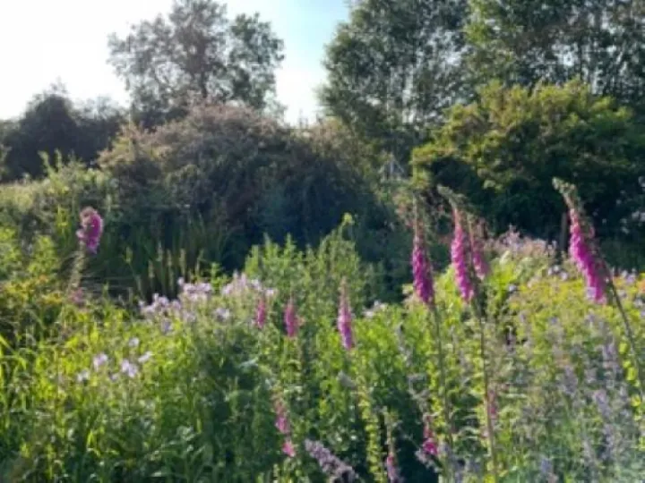 Wild Flower Meadow (2)