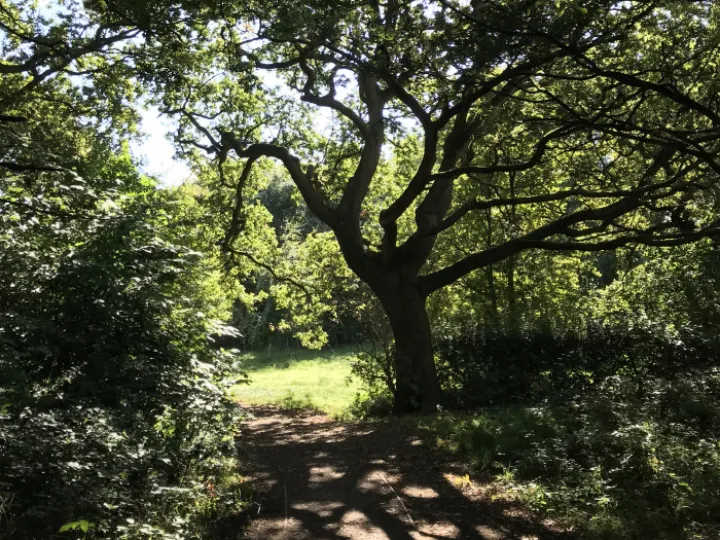 Bendy tree for Christmas PTA Calendar