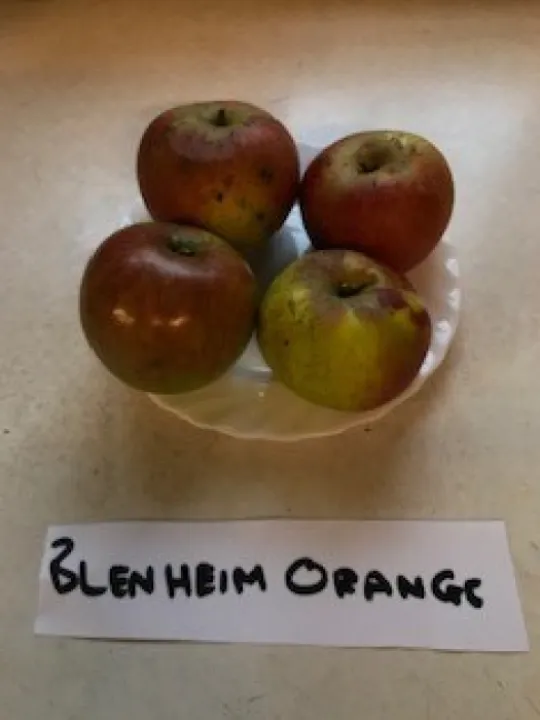 Blenheim Orange