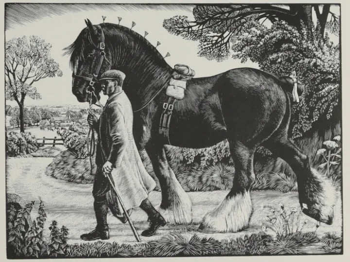 Shire Stallion Charles Tunnicliffe