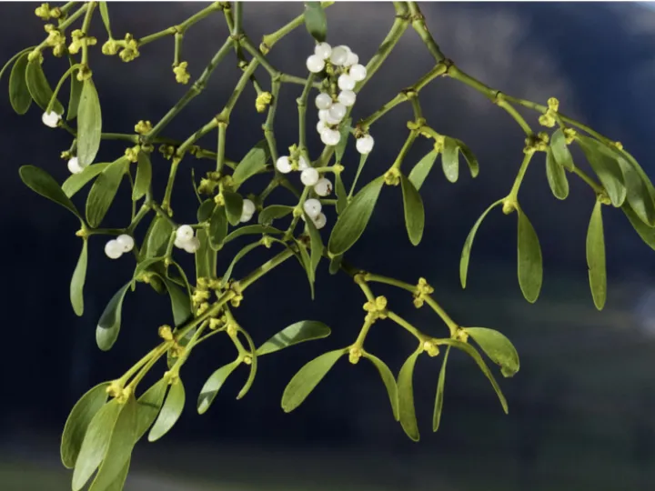 38612C79-0886-4BFC-9F52-F7BE36EA34B7