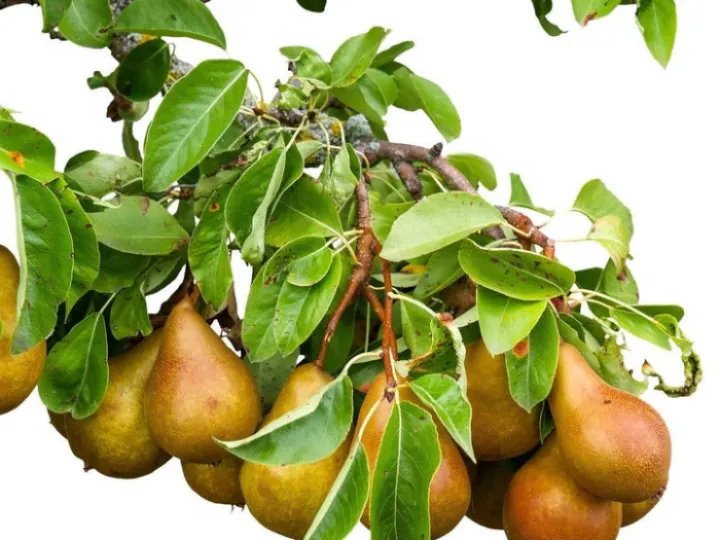 Pears