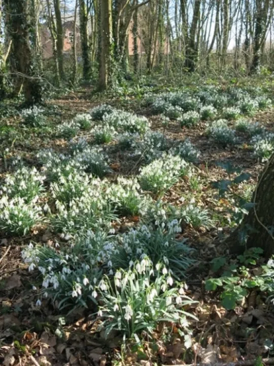 Snowdrops 2022 7