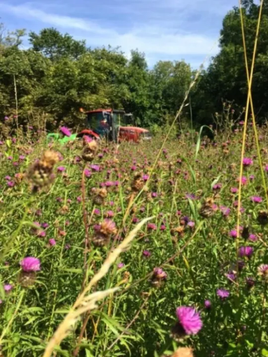 Glebe Meadow 2