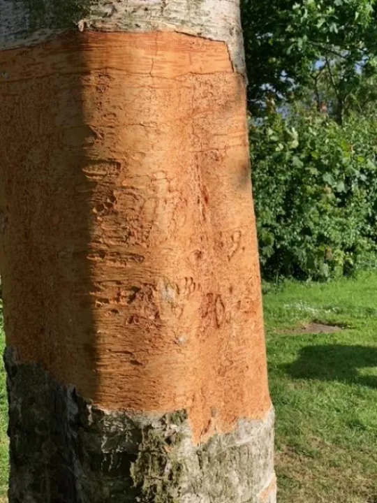 Botanical Vandalism Tree2 (4)