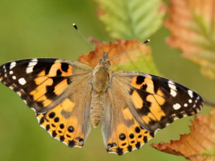 Painted Lady Butterfly