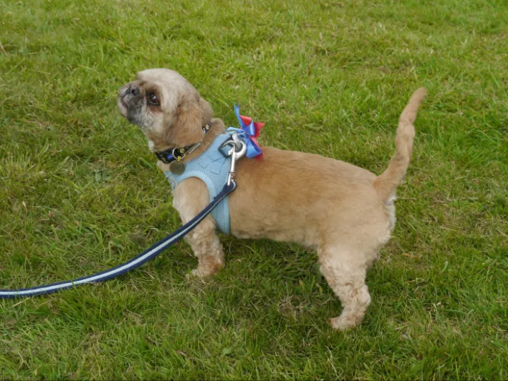 Dog 7