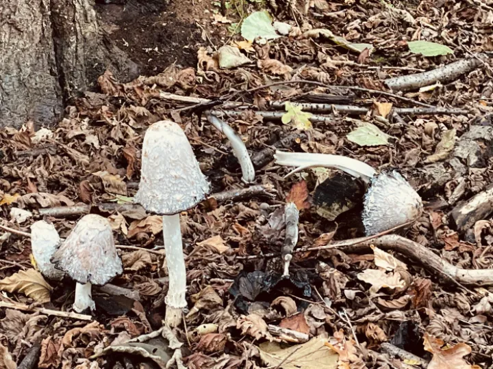 Autumn Toadstools