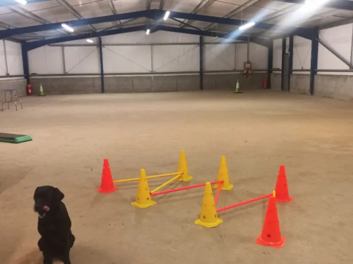 Pearlwynd Dog Training