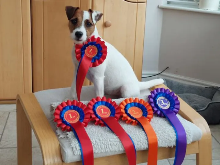 Izzy rosettes