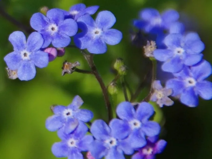 Forgetmenot