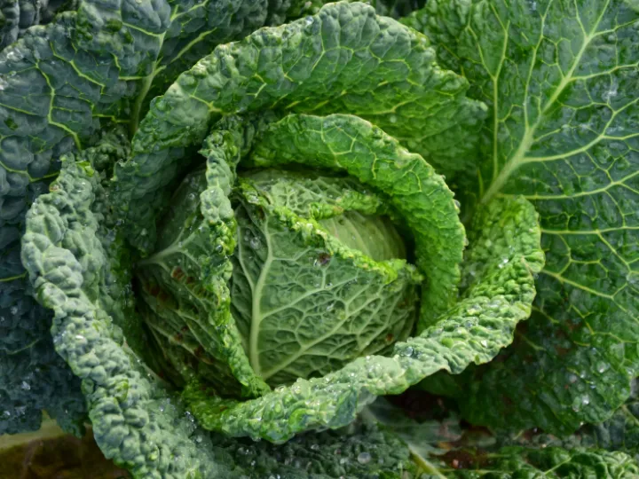 Savoy Cabbage