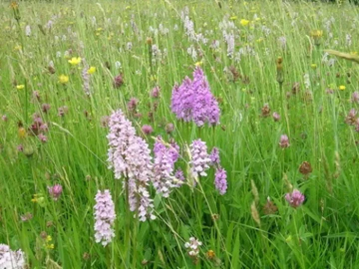 melverley meadows