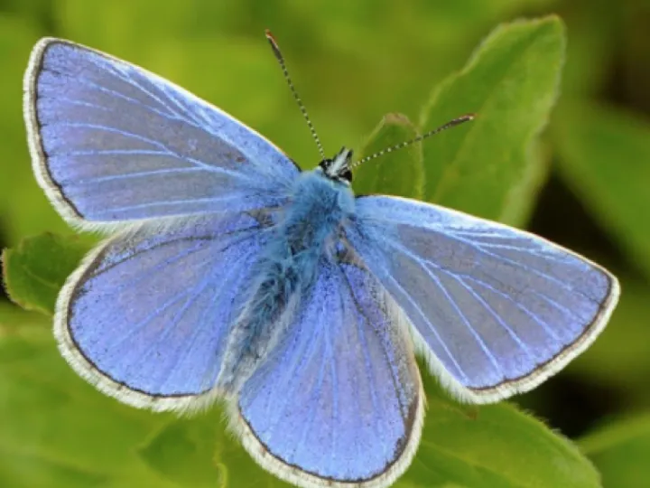 Small Blue Butterfly