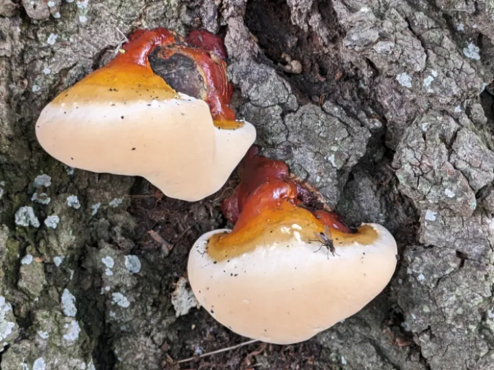 rr Fungal Feast_PXL_20230728_145301346