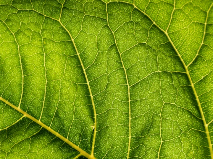 Green-leaf Close-up Photo