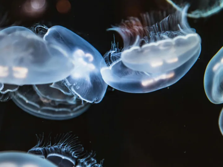 Close-up Photo of Jellyfishes