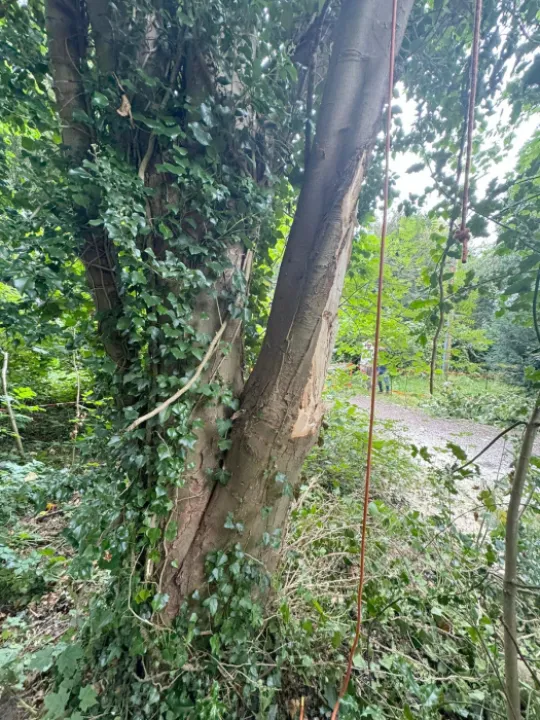 Unsafe Sycamore 24_08_2024_