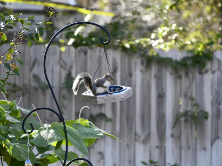 A Gray Squirrel on a Hanging Feeder
