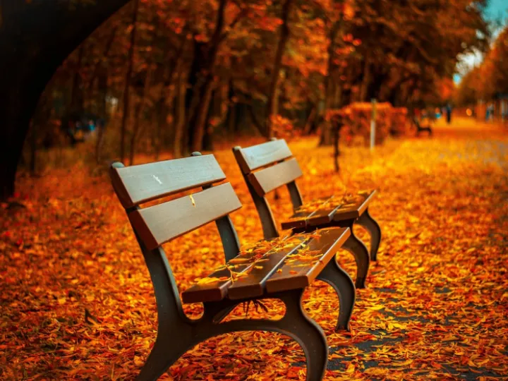 Benches, autumn, park
