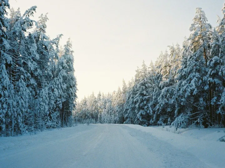Road Covered with Snow in a Coniferous Forest 