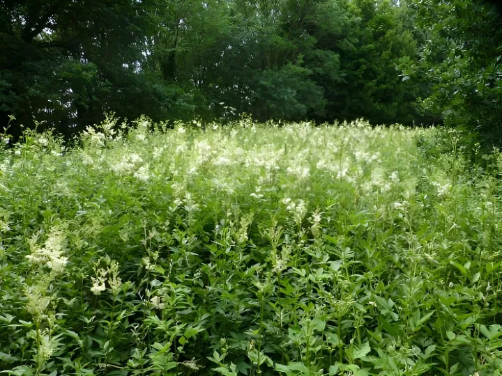 Meadowsweet 2