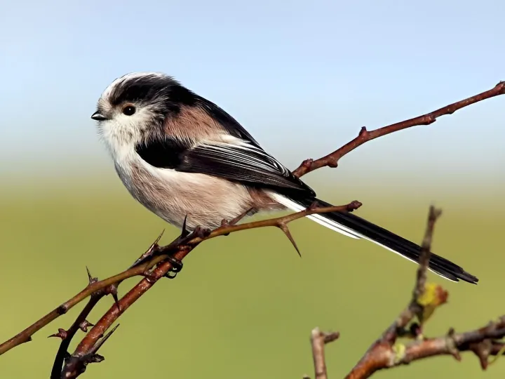 Long Tailed Tit 2