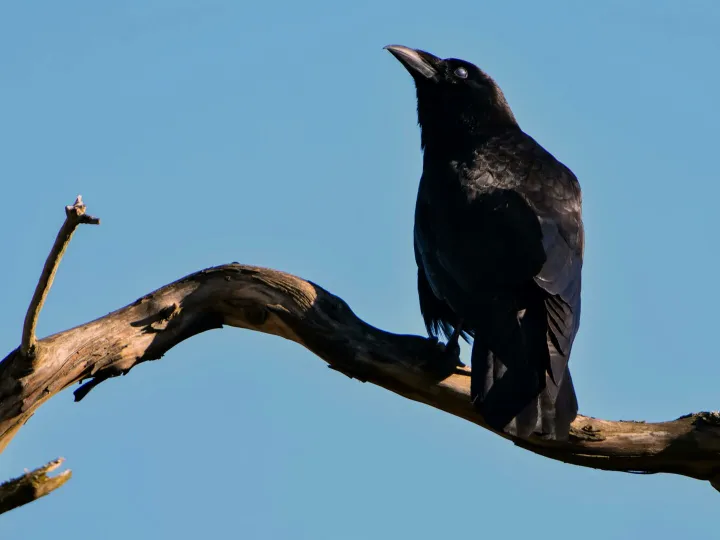 A majestic black raven perched on a tree branch against a blue sky.