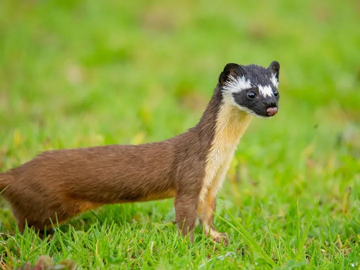 Animals, weasel, mammal, mustelid, carnivorous, predator, nature, weasel, weasel, weasel, weasel, weasel