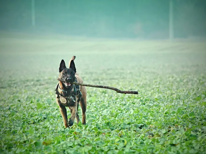 An energetic Belgian Malinois with a stick in a lush green field, enjoying a game of fetch.