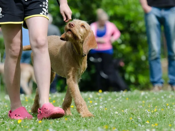 Dog school, dog training, hungarian pointing dog, hunting dogs, dog training, dog training, dog training, dog training, dog training