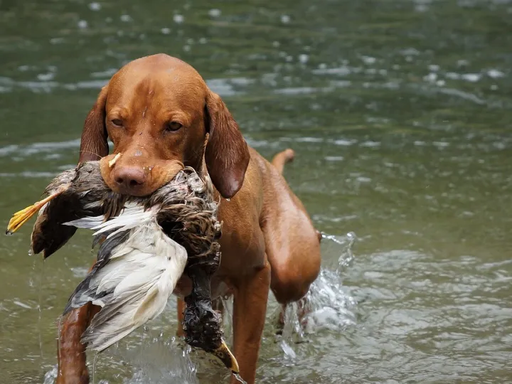 Dog, hunting dog, vizsla, hunt, hunting training, animal, retrieve, pet, water training