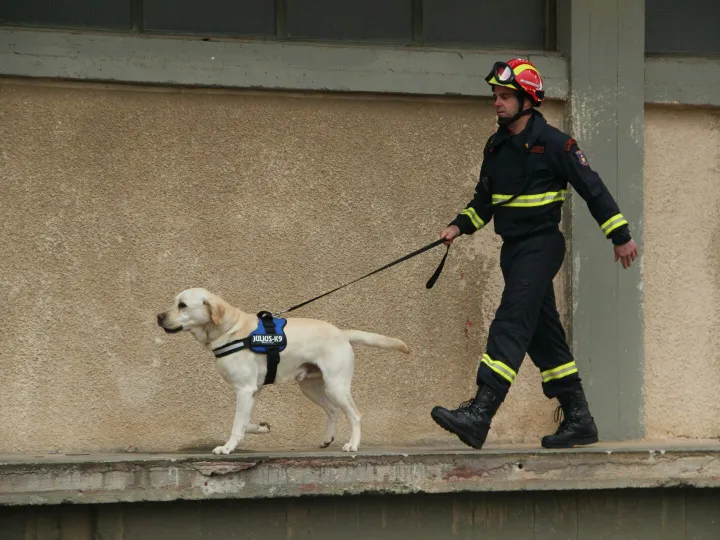 Firefighter with a Labrador rescue dog on a leash walking along a building wall in Eleusis, Greece.