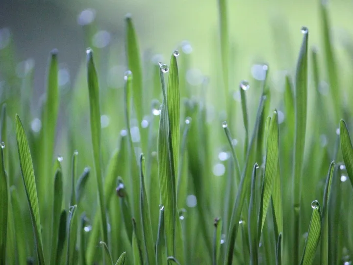 Wheat grass, grass, green, cultivation, agriculture, wheat, growth, rural, crops, nature, green, agriculture, agriculture, agriculture, agriculture, agriculture, wheat, wheat, wheat, growth, growth