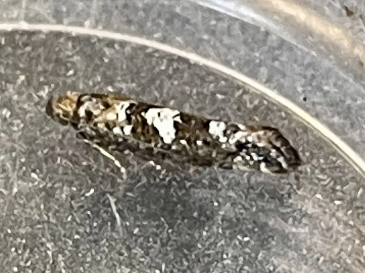 Acrolepiopsis Assectella